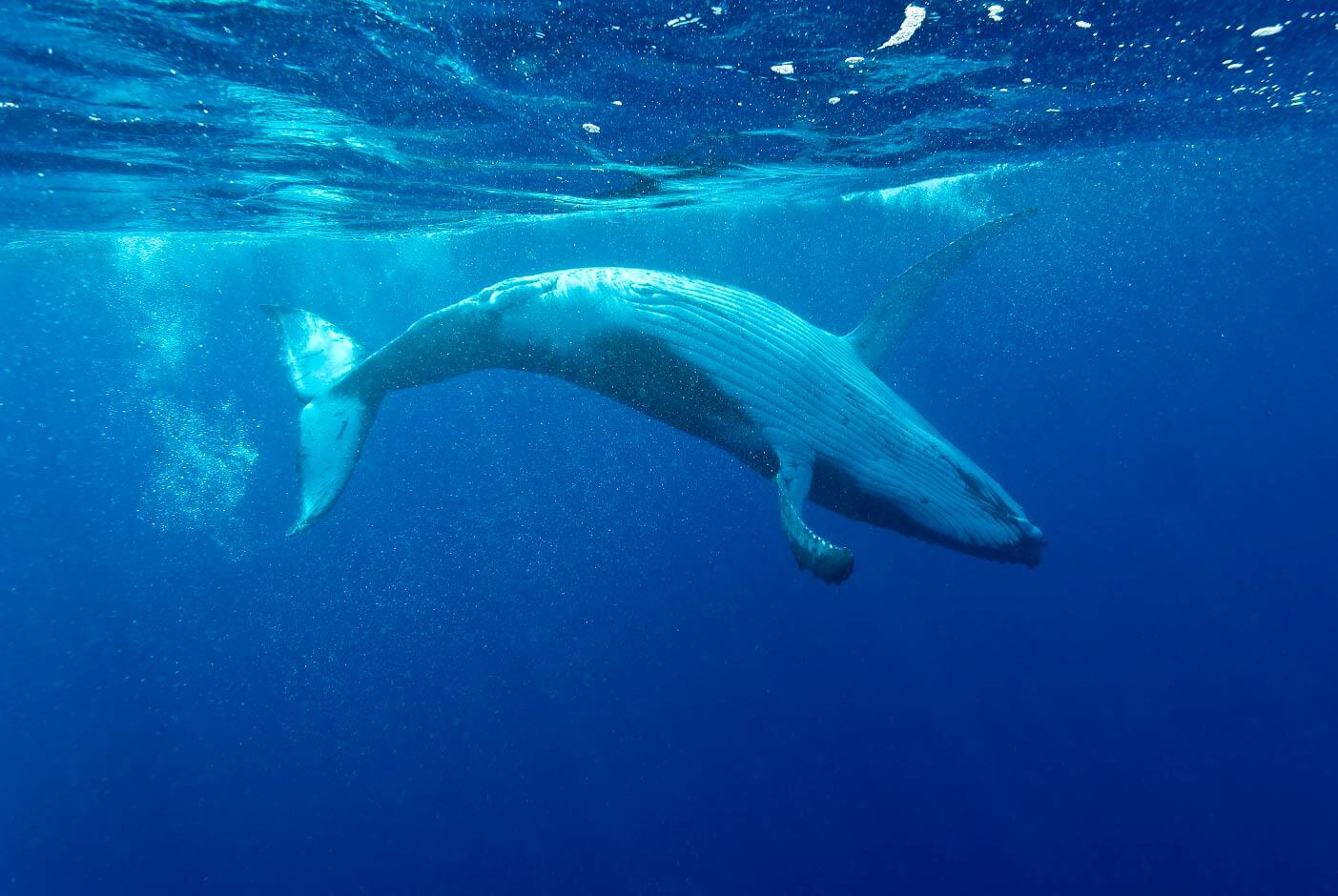 Japan’s commercial whale hunting risks international legal action, says ...