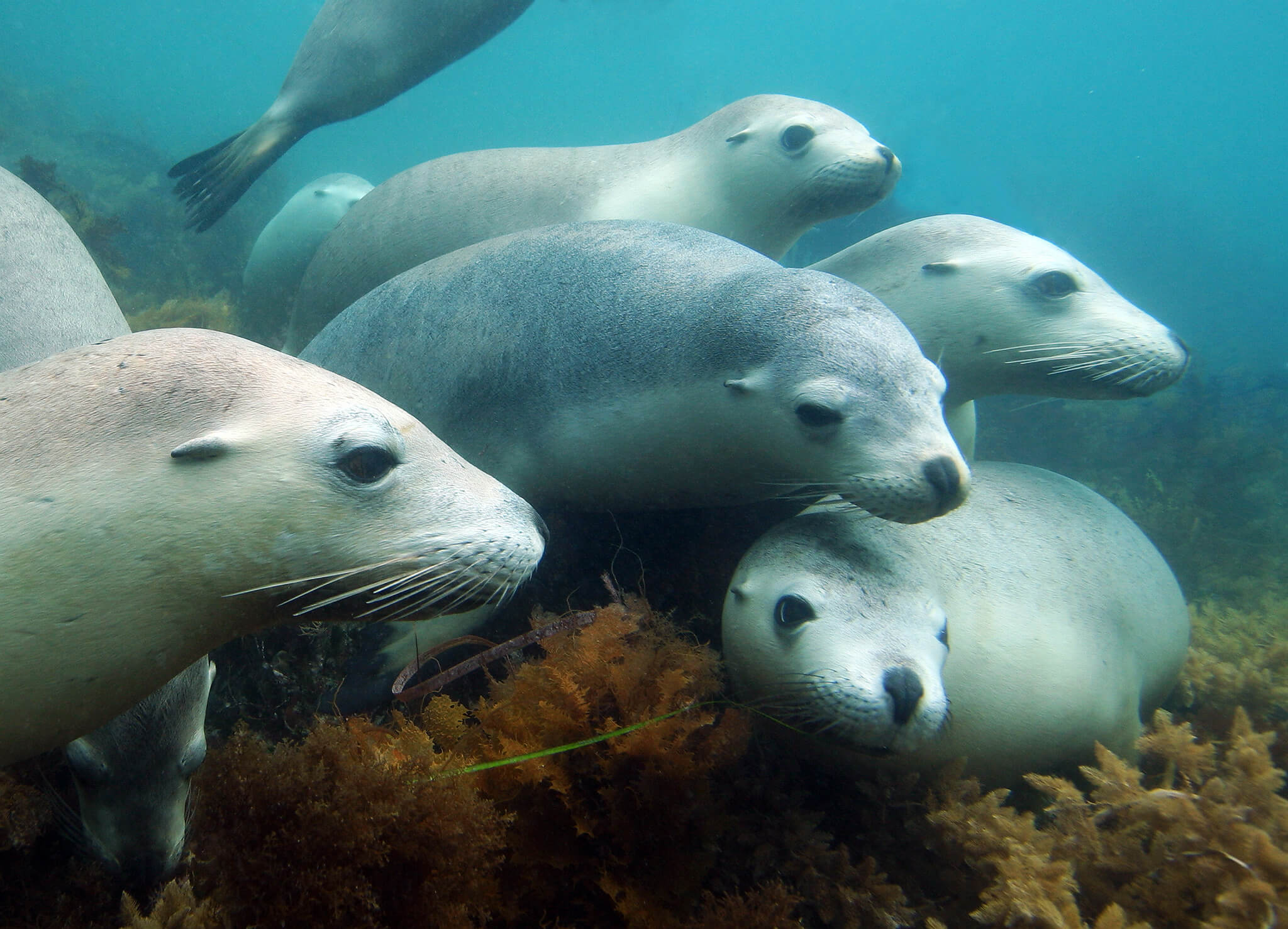 Protection for sea lions by environment groups Australian