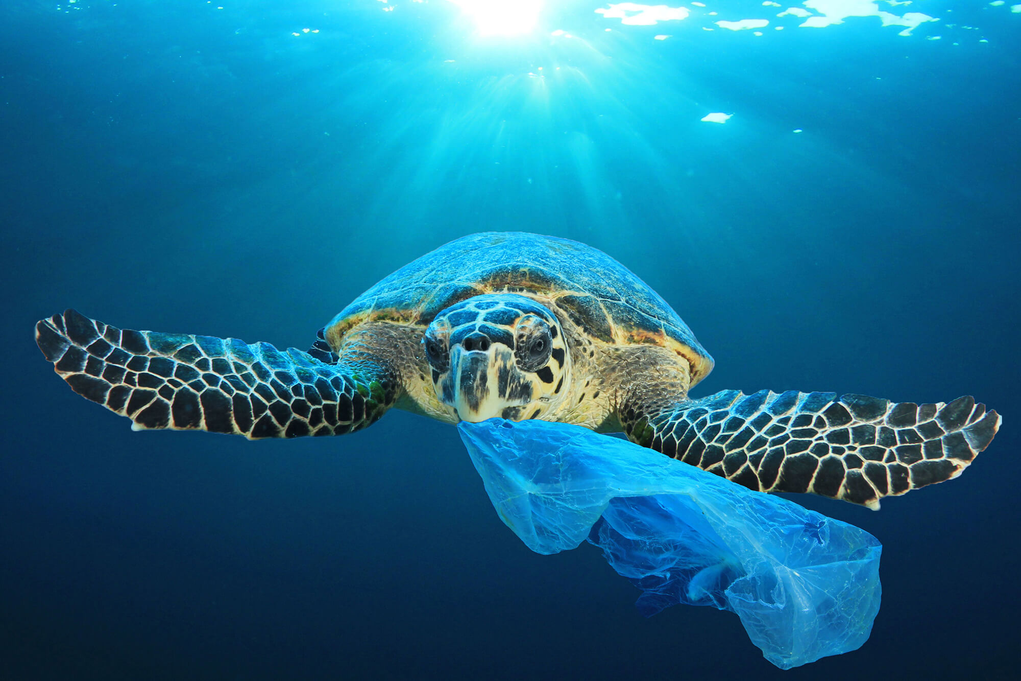 Ocean Plastic Pollution Australian Marine Conservation Society