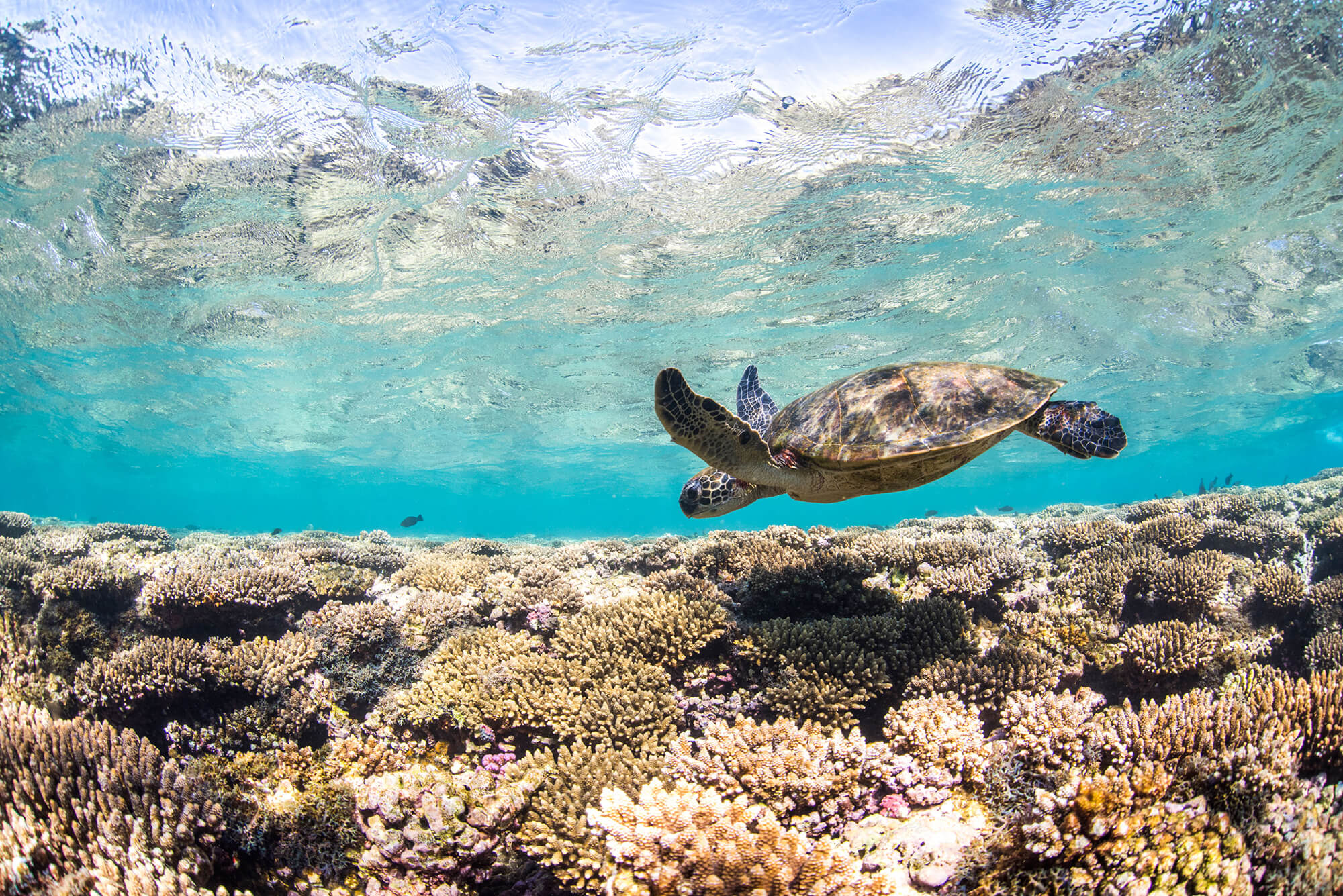 TTT Spring 2023 - Ningaloo Threatened - Australian Marine Conservation ...