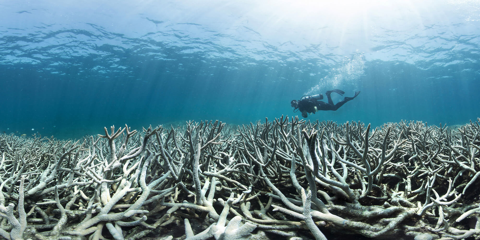 El Niño huge concern for Great Barrier Reef Australian Marine