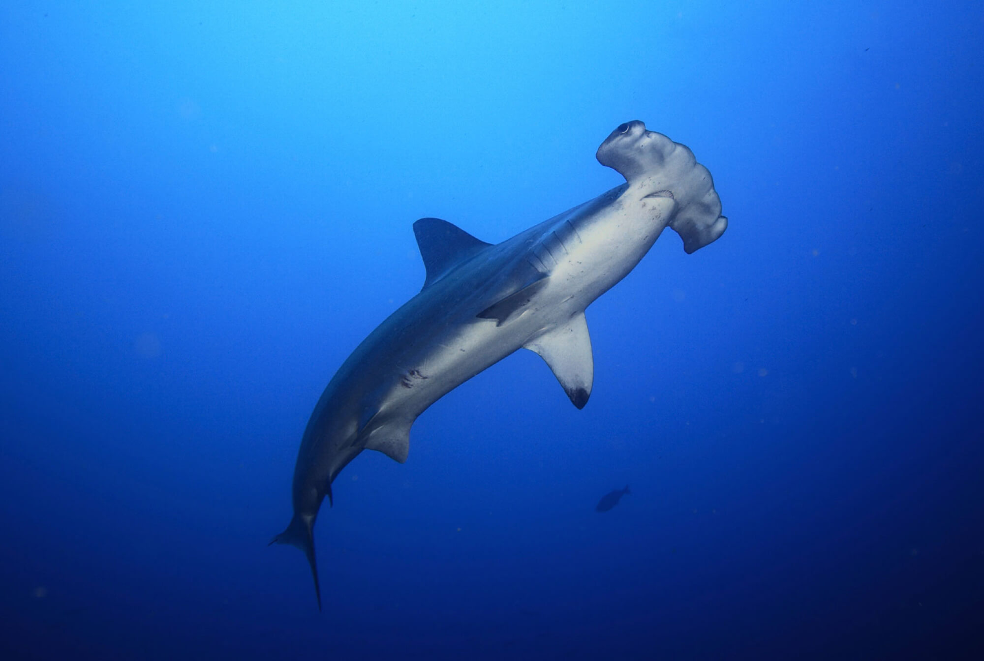 Endangered Hammerhead Sharks Being Dumped By Their Thousands New Data 