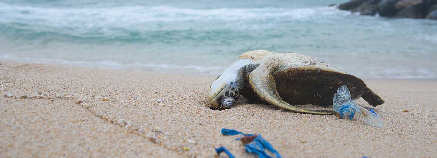 donate-to-fight-plastic-pollution-australian-marine-conservation-society