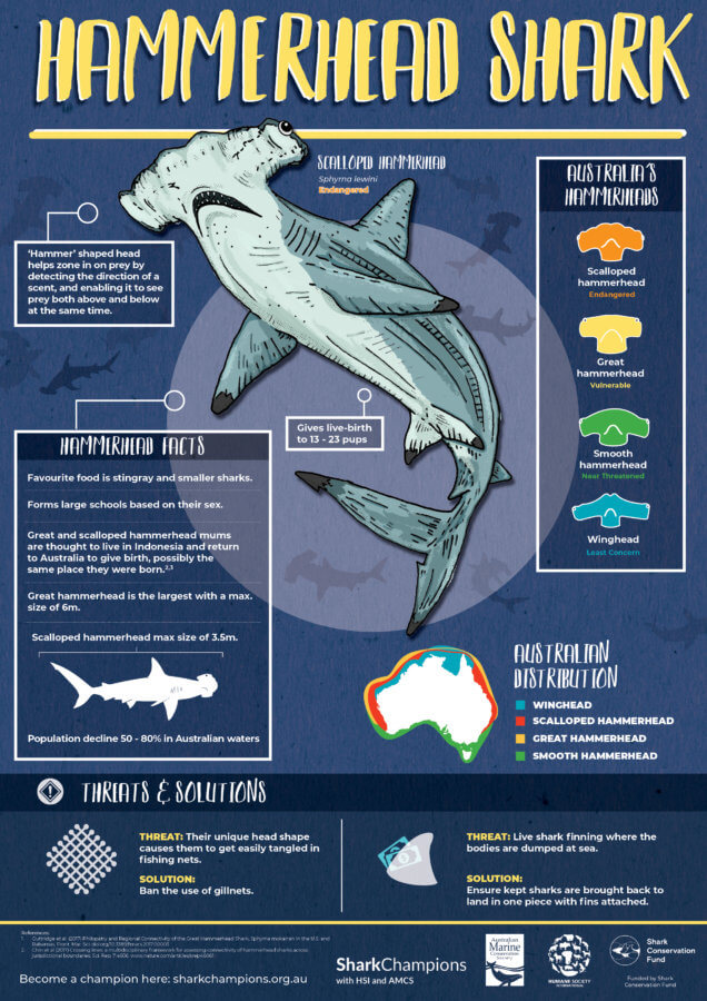 Hammerhead Sharks - Threats and Facts - Australian Marine Conservation ...