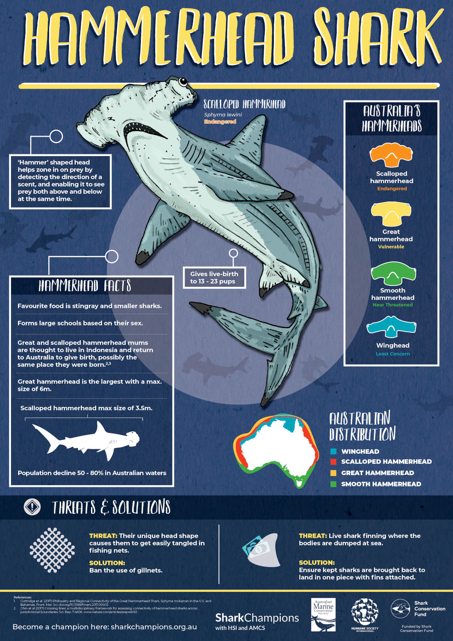 Hammerhead Sharks Threats and Facts Australian Marine Conservation