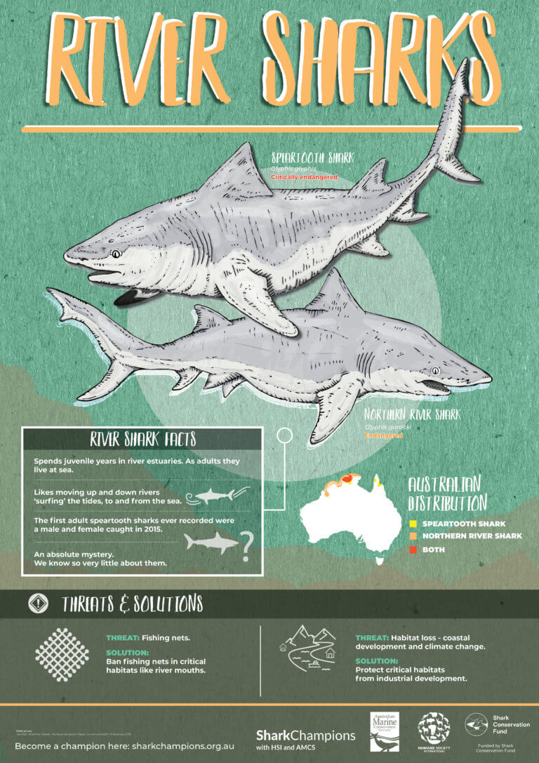 Shark Posters - Australian Marine Conservation Society