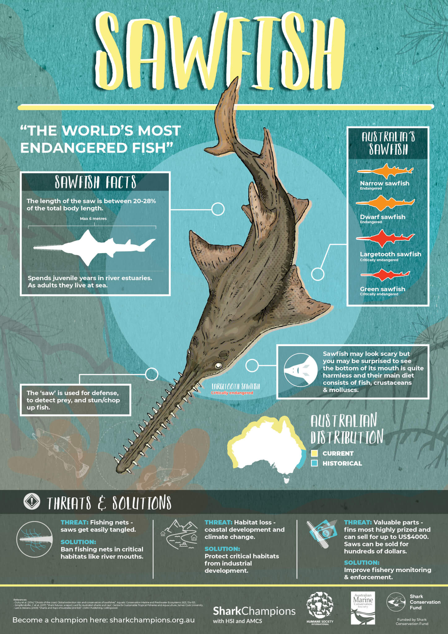 Sawfish Australian Marine Conservation Society