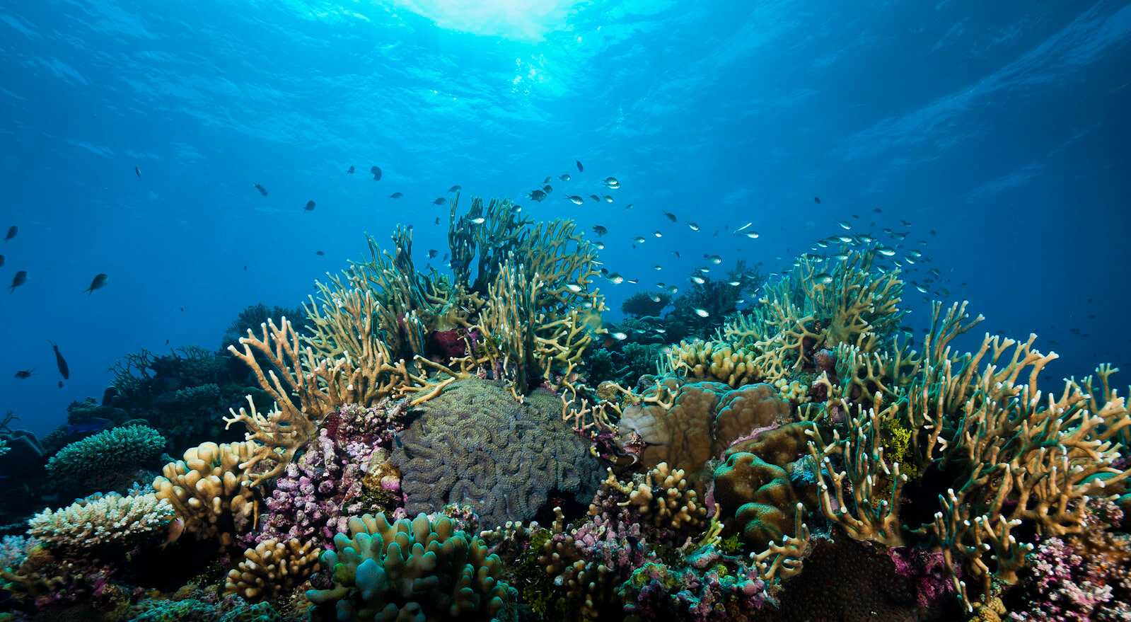 Reef resilience projects like ‘pushing water uphill’ without cutting ...