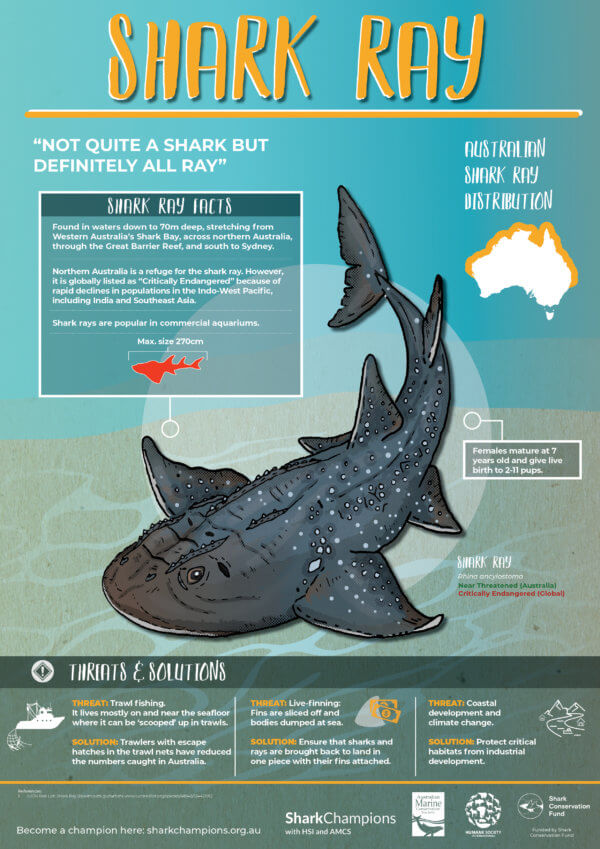 Shark Posters - Australian Marine Conservation Society