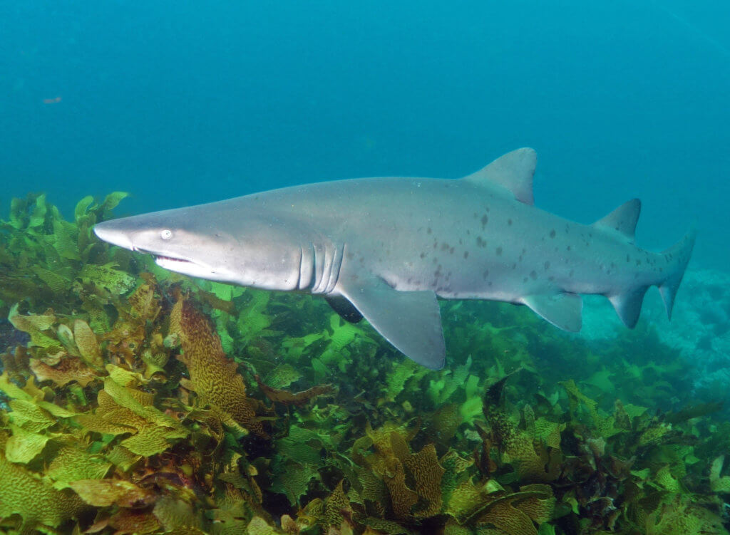 critically-endangered-grey-nurse-shark-habitat-protection-slashed