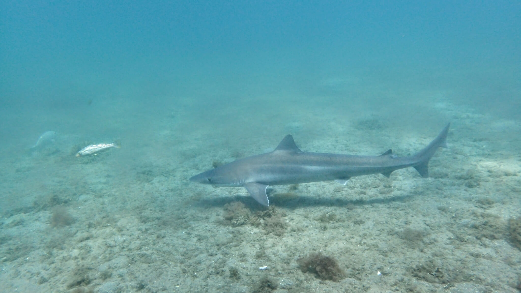 Offshore Gummy Sharks - Hooked Up Magazine