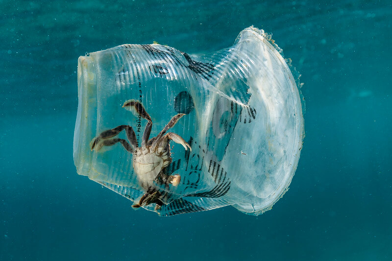 When you throw plastic bags and other plastic materials in the ocean it ...