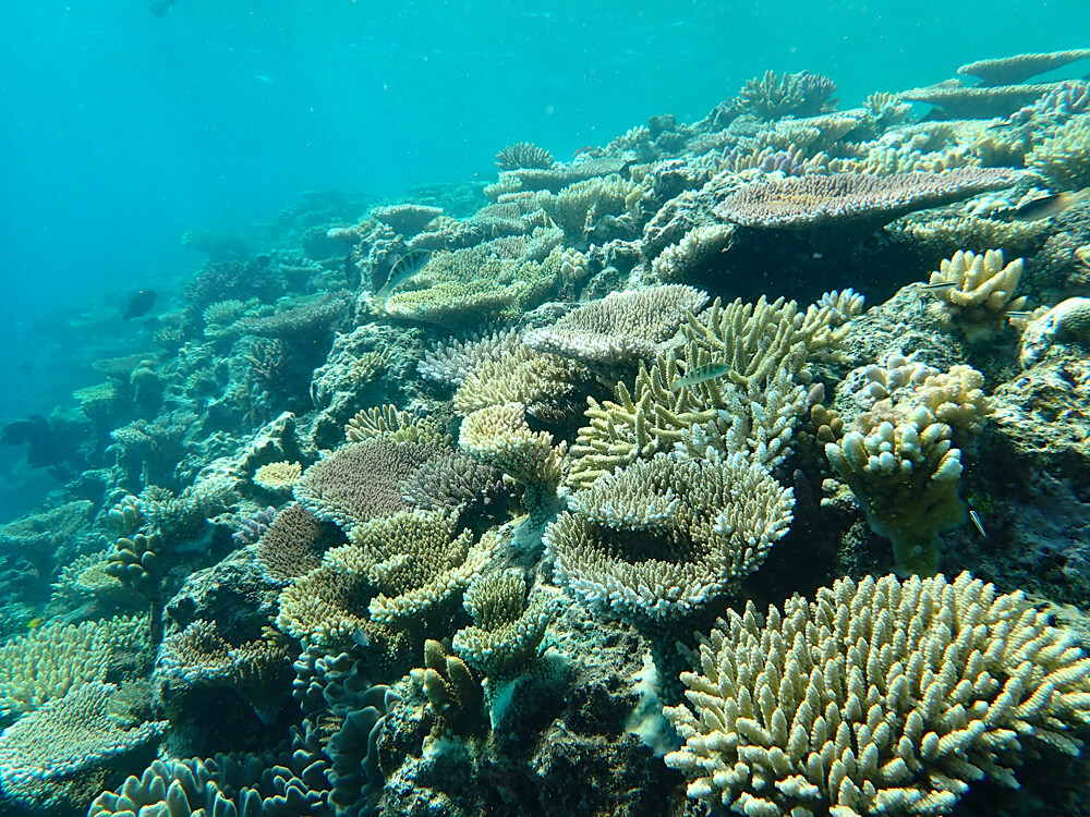 Gas folly is the last thing our Great Barrier Reef needs - Australian ...