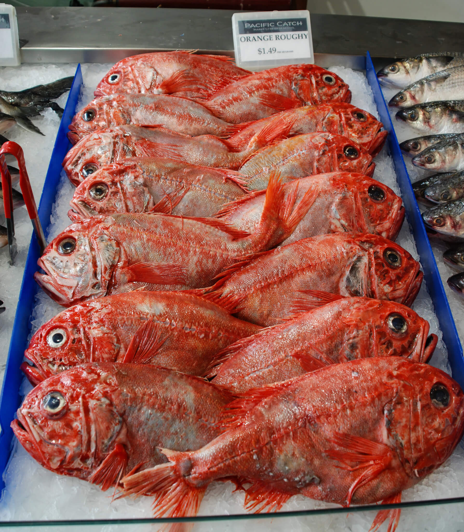 orange-roughy-research-shows-long-lived-fish-must-be-left-to-recover