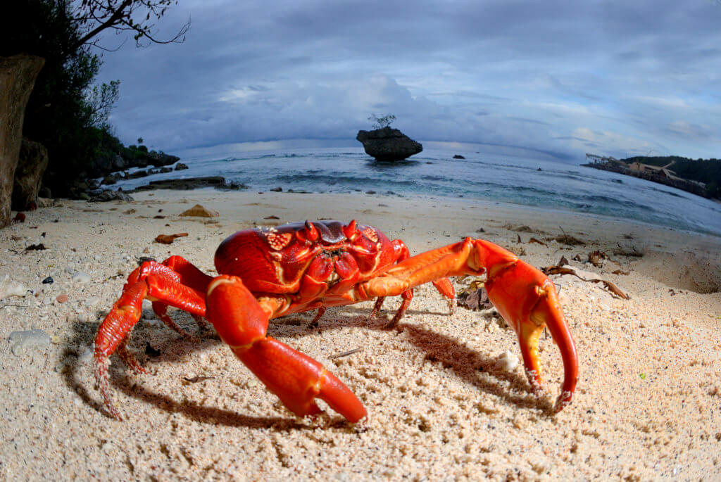 Christmas Island Red Crab (Gecarcoidea natalis) - on beach. A species of terrestrial crab endemic to Cristmas Island, situated in the Indian Ocean, Australia. It is estimated that as many as 120 million crabs live on the island.