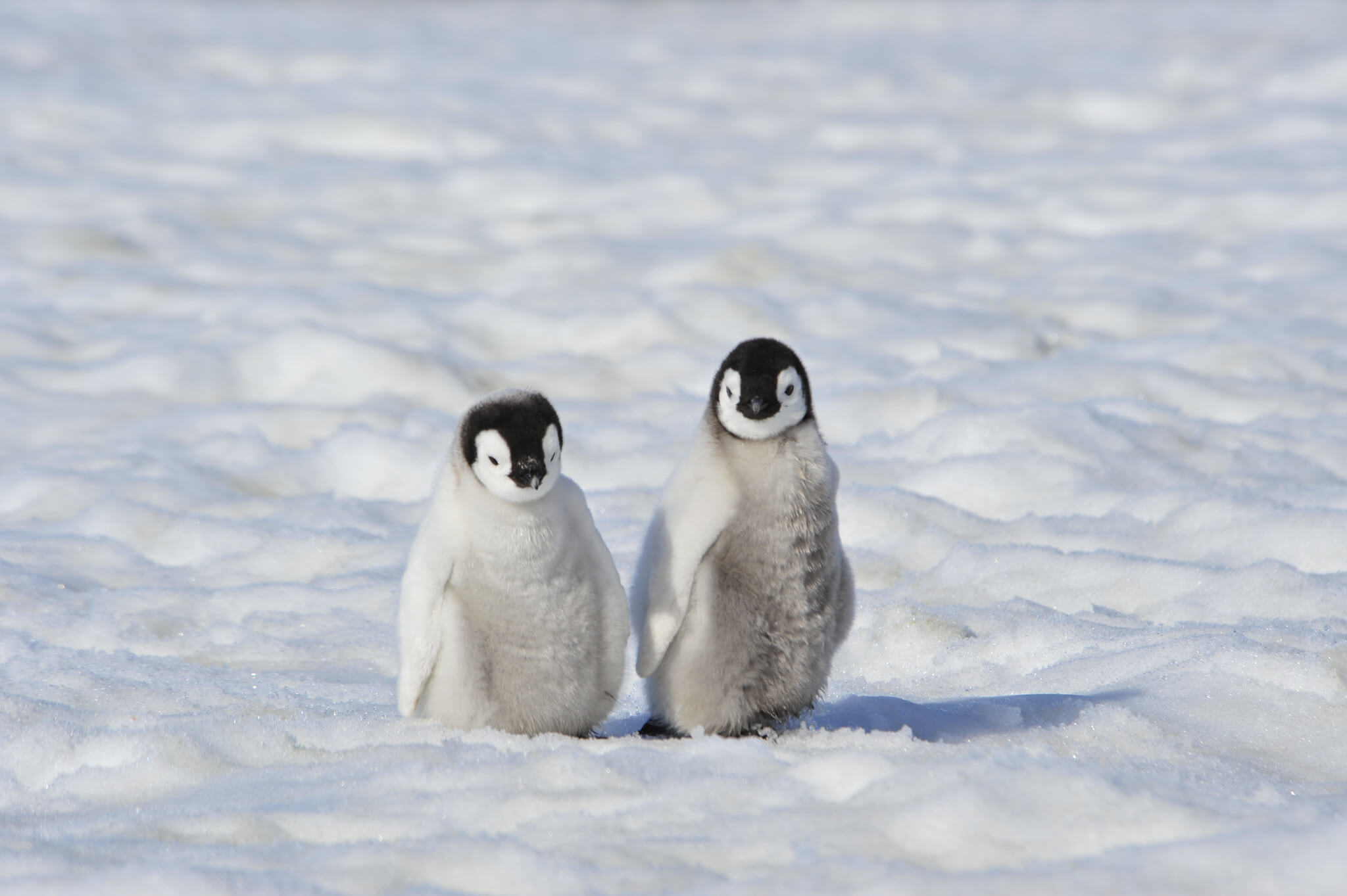 Chip in for our penguins - Australian Marine Conservation Society