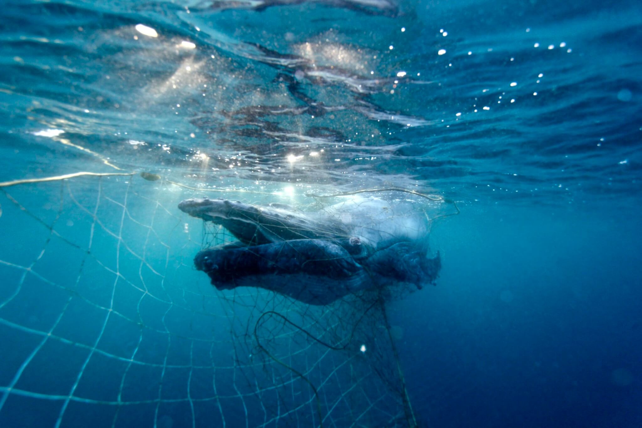 Migrating humpback whale entangled by Queensland’s shark nets off