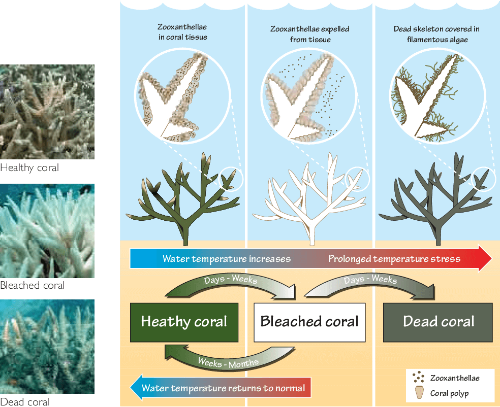 Coral Bleaching Process
