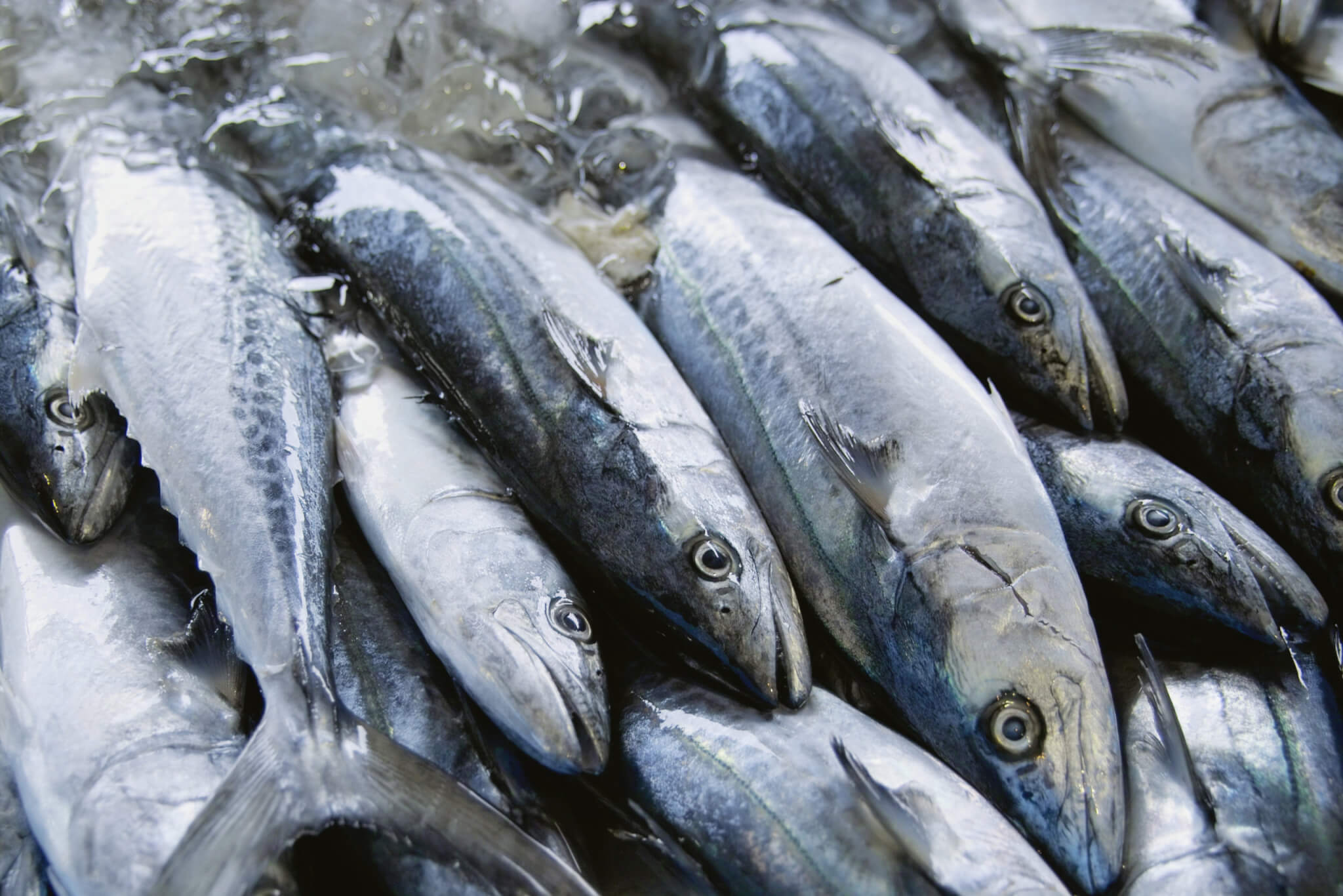 The search for Australia's Greatest Fish: Spanish mackerel 