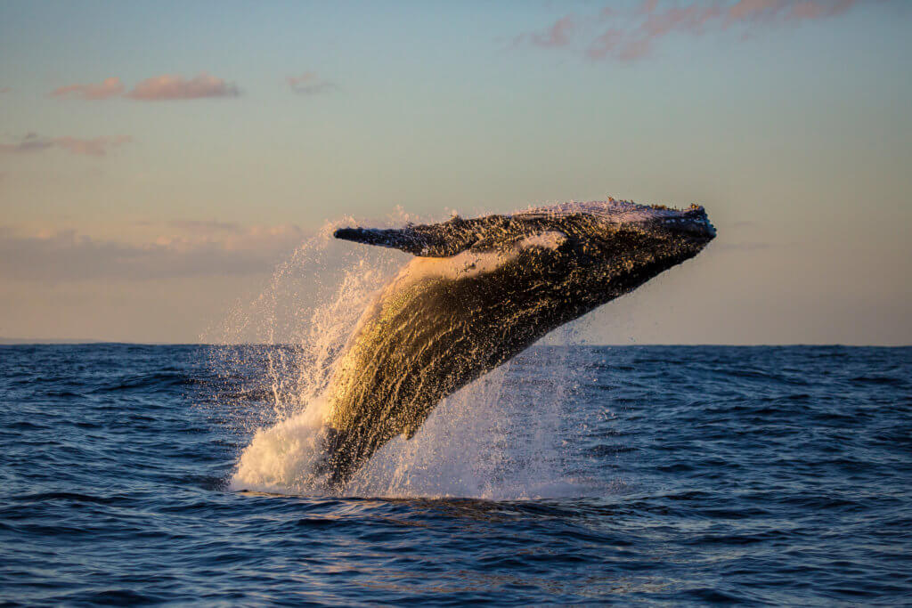 Fund A Whale Protection Mission - Australian Marine Conservation Society