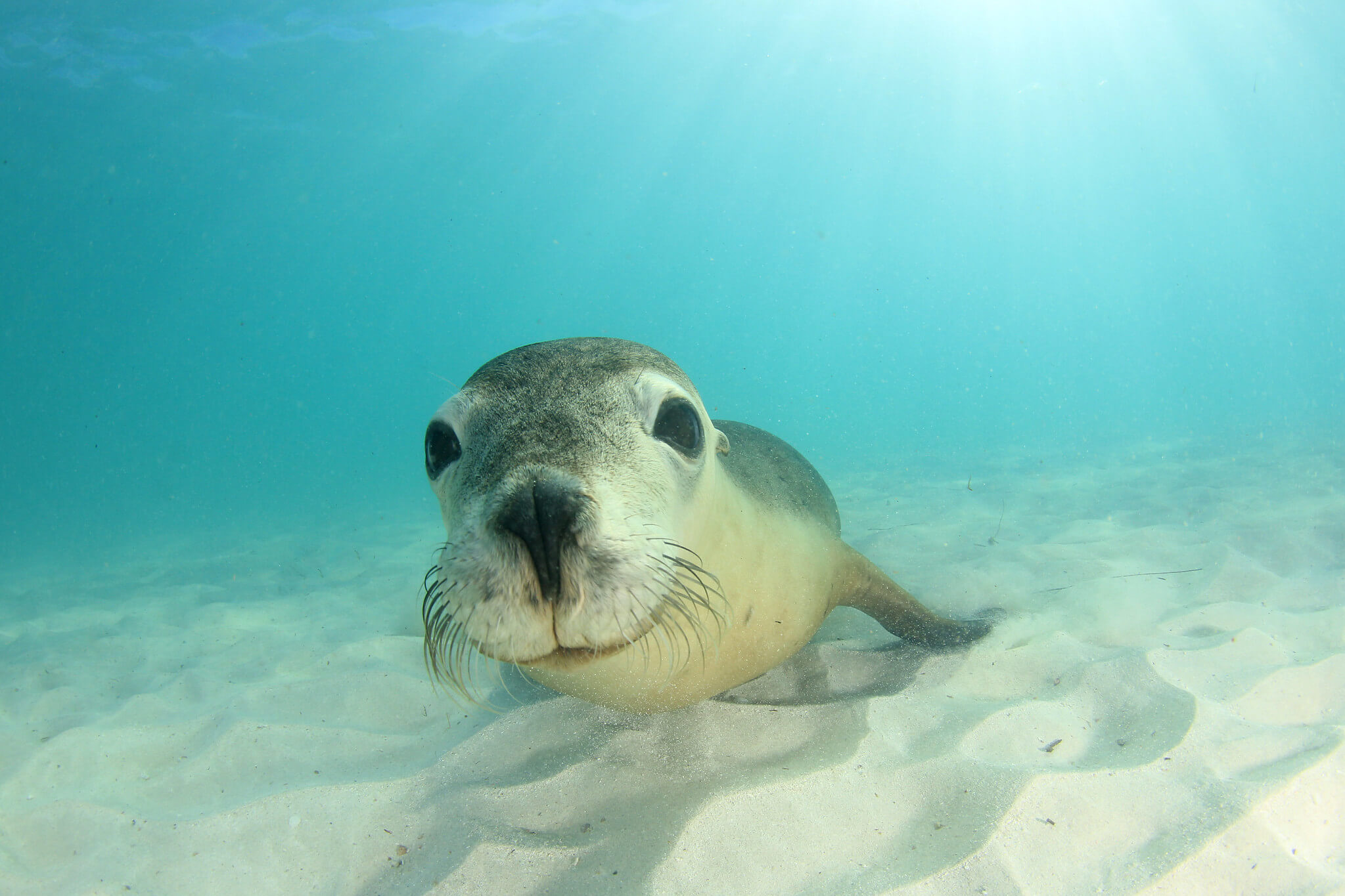 Australian Sea Lions - Australian Marine Conservation Society