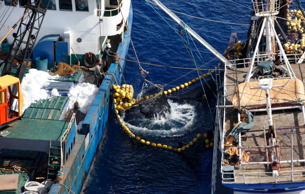 There is a large ship on either side of the frame with the one on the left being larger. In between the two ships are some layered nets which the ships are using to transship their catch.