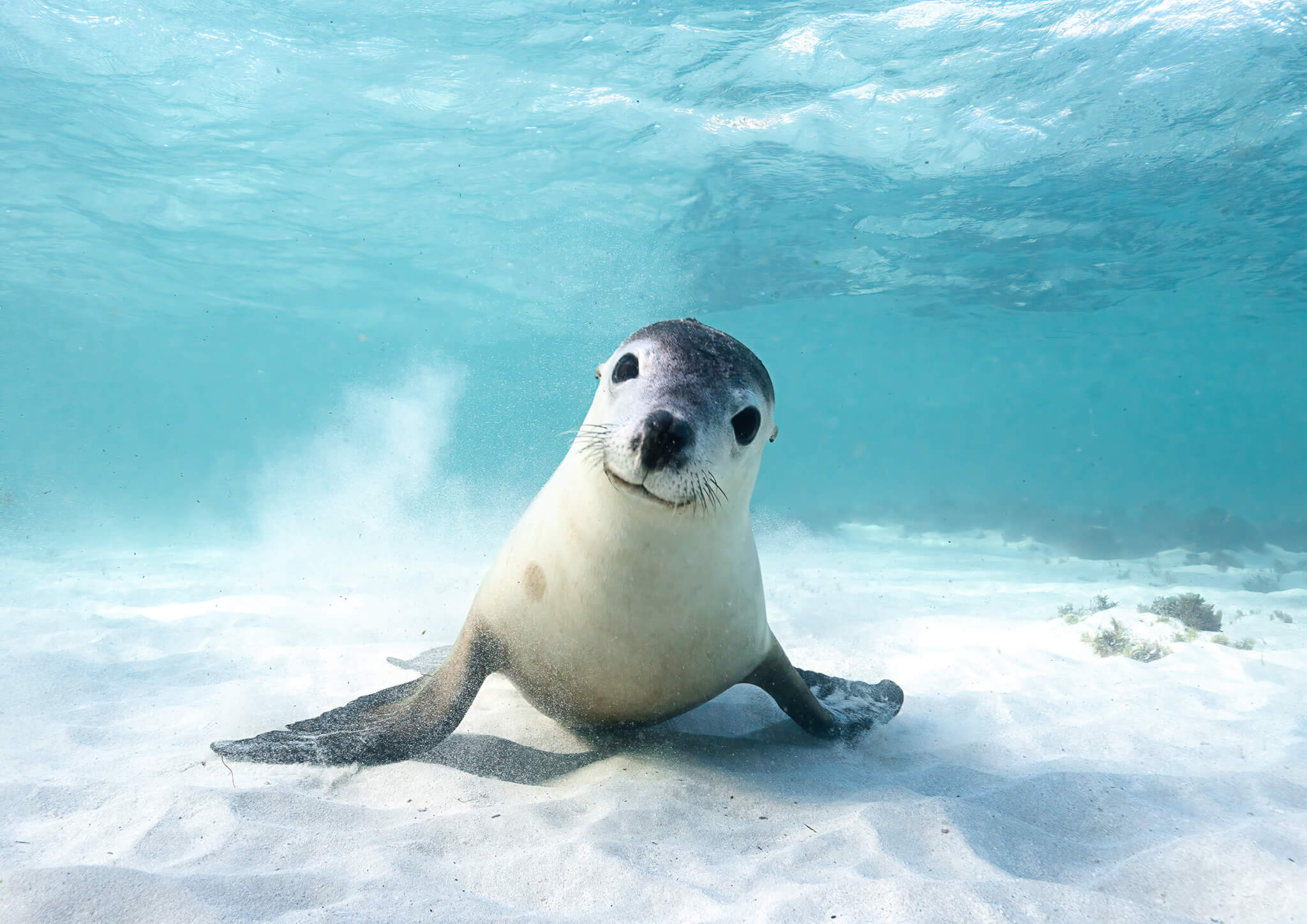 Threatened Species Day - Australian Marine Conservation Society