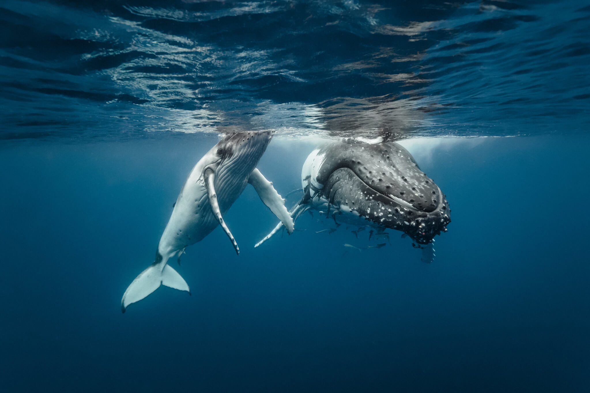 South-East Marine Parks - Australian Marine Conservation Society