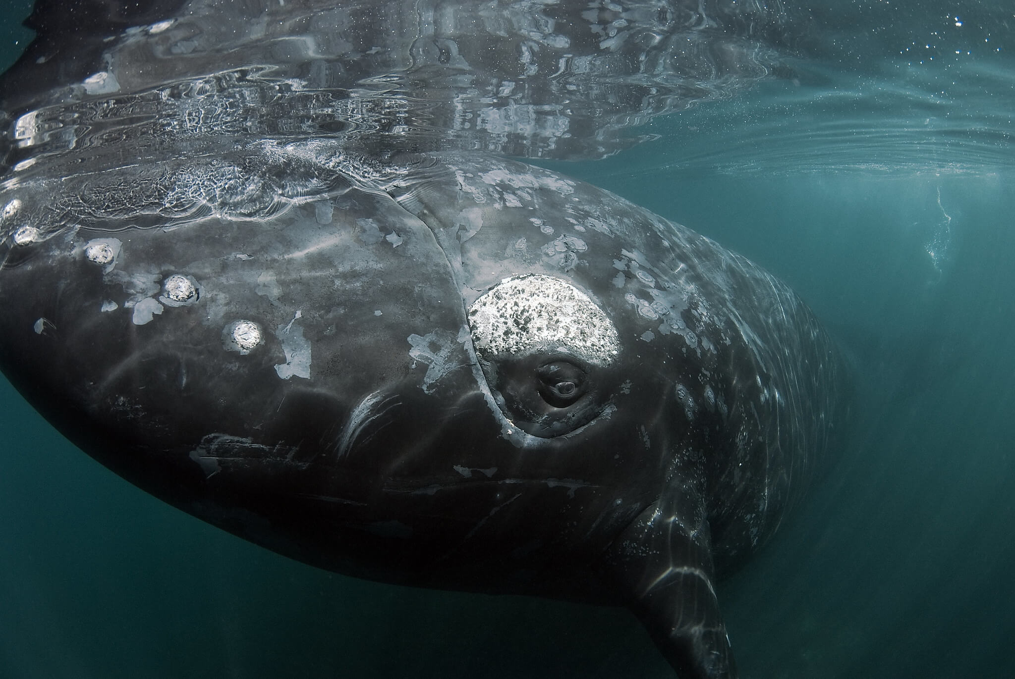 TGS 3D Seismic Blasting - Australian Marine Conservation Society