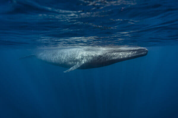 Blue Whale, (balaenoptera,Musculus)