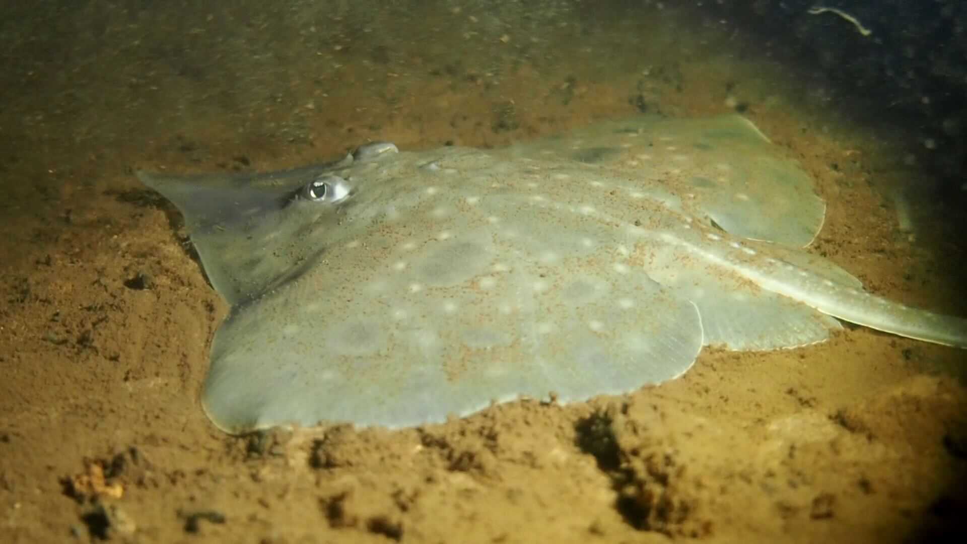 maugean-skate-still-threatened-by-low-oxygen-levels-in-macquarie