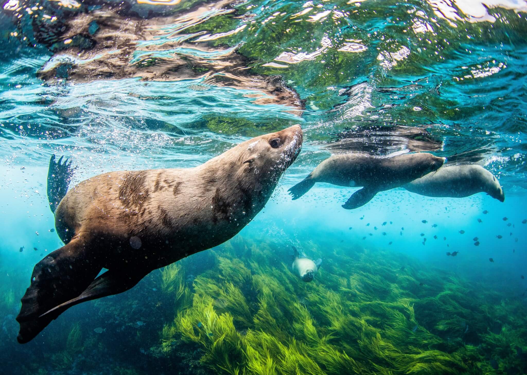 TTT Spring 2024 - World Oceans Day - Australian Marine Conservation Society