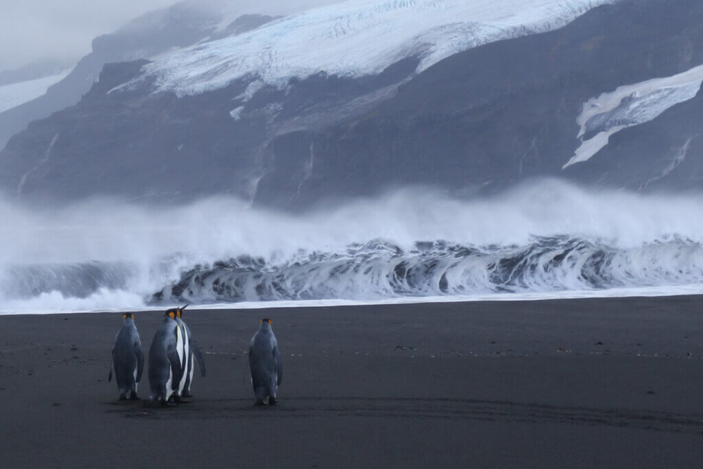  King penguins at Corinthian Bay on Heard Island.